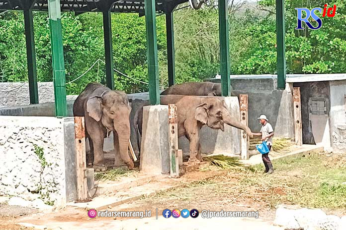 Gajah Bona dan Sela sedang beradaptasi dengan kandang baru di Semarang Zoo. (ADENNYAR WYCAKSONO/JAWA POS RADAR SEMARANG)