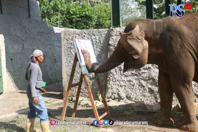 PAMER AKSI: Sella, gajah hibah dari Lembaga Konservasi Borobudur menghibur pengunjung dengan keahliannya, melukis. (NUR CHAMIM/JAWA POS RADAR SEMARANG)