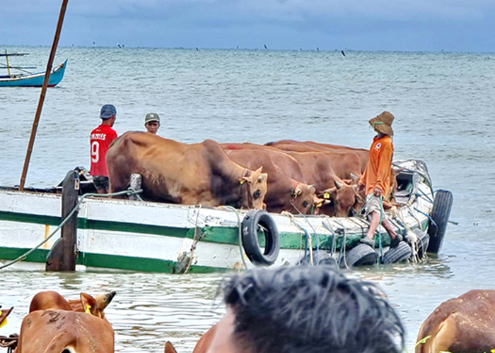 BUTUH SARANA: Sapi diangkut menggunakan perahu menuju kapal di Pelabuhan Telaga Biru, Kecamatan Tanjungbumi, Kamis (22/6).&nbsp;