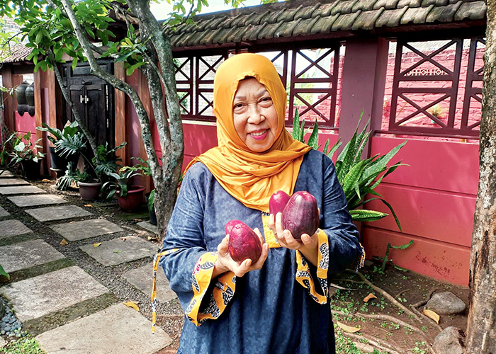 SIAP DIMAKAN: Supik menunjukkan buah jambu darsono hasil petikannya di pekarangan rumah, Kamis (6/7).