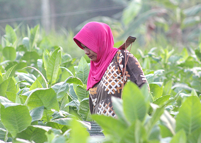 DAUN EMAS: Petani menyiram tembakau di Desa Waru Barat, Kecamatan Waru, Pamekasan, Sabtu (15/7).&nbsp;