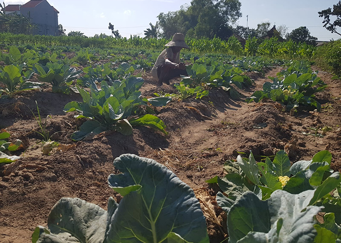Suparman, Petani Kembang Kol Asal Pademawu, Pamekasan.