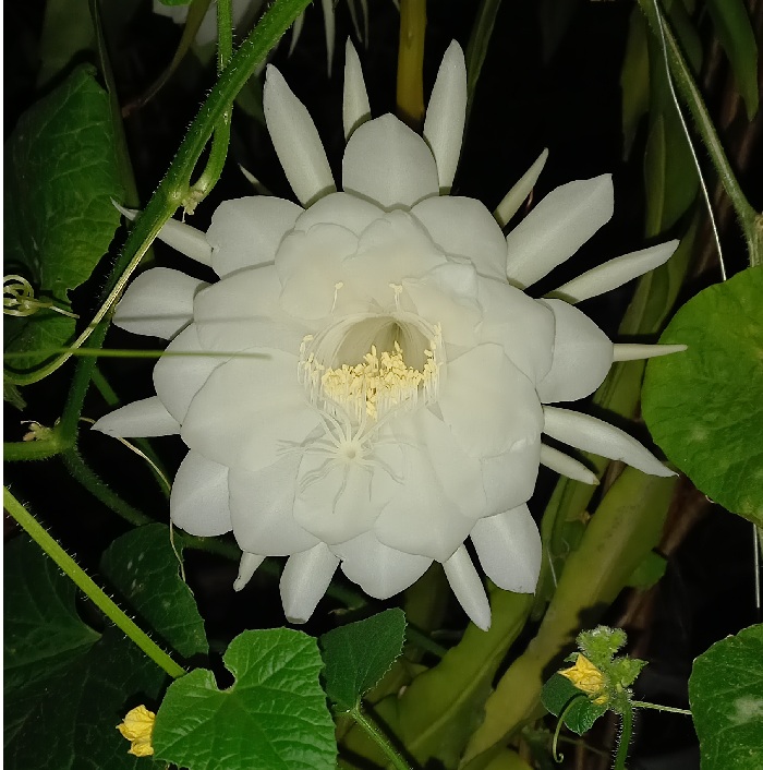 Bunga Wijayakusuma