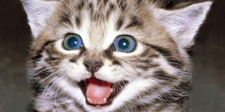 Lucunya kucing yang mengeong (YouTube image)