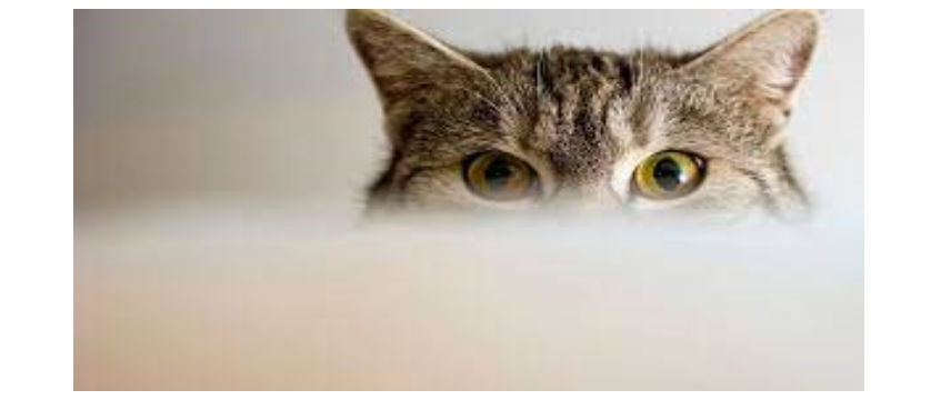 kucing yang berkedip perlahan adalah kucing bahagia (klikdokter)
