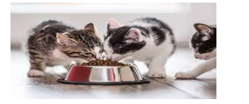bahagia banget ya kalau lihat kucing kita lahap saat makan (halodoc)
