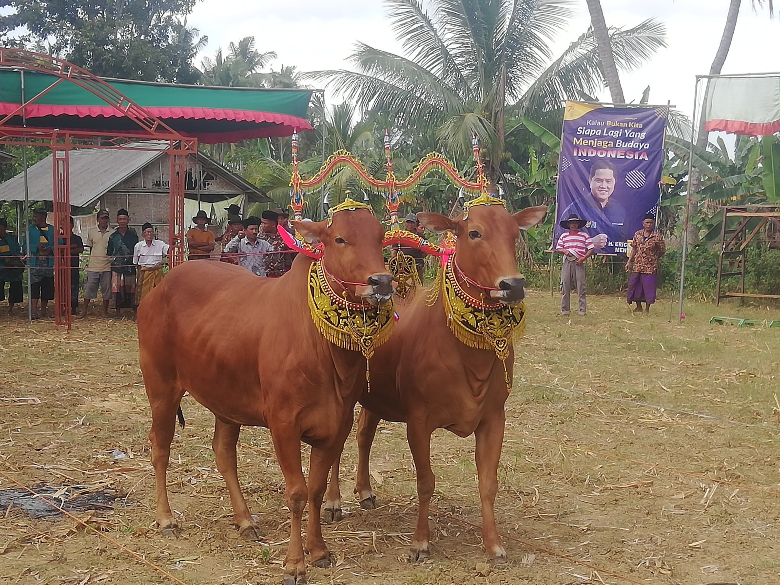 BERJEJER: Salah satu kontestan pagelaran Sapi Sonok yang disupport Erick Thohir di Kabupaten Sumenep.