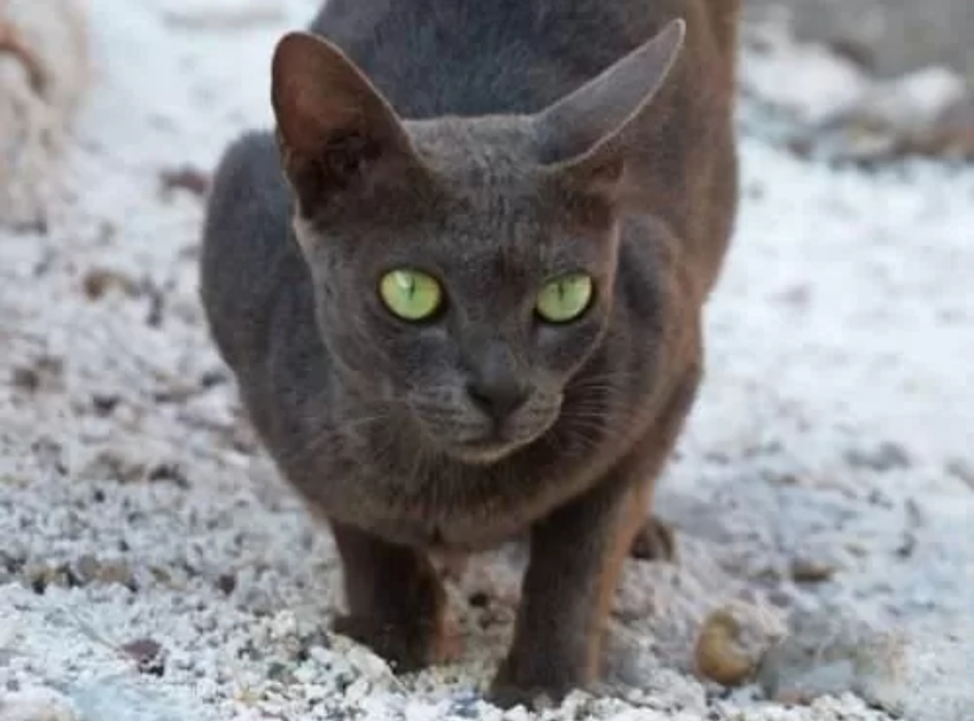 Sorot mata kucing busok sangat beringas jika melihat orang asing (Jawa Pos)