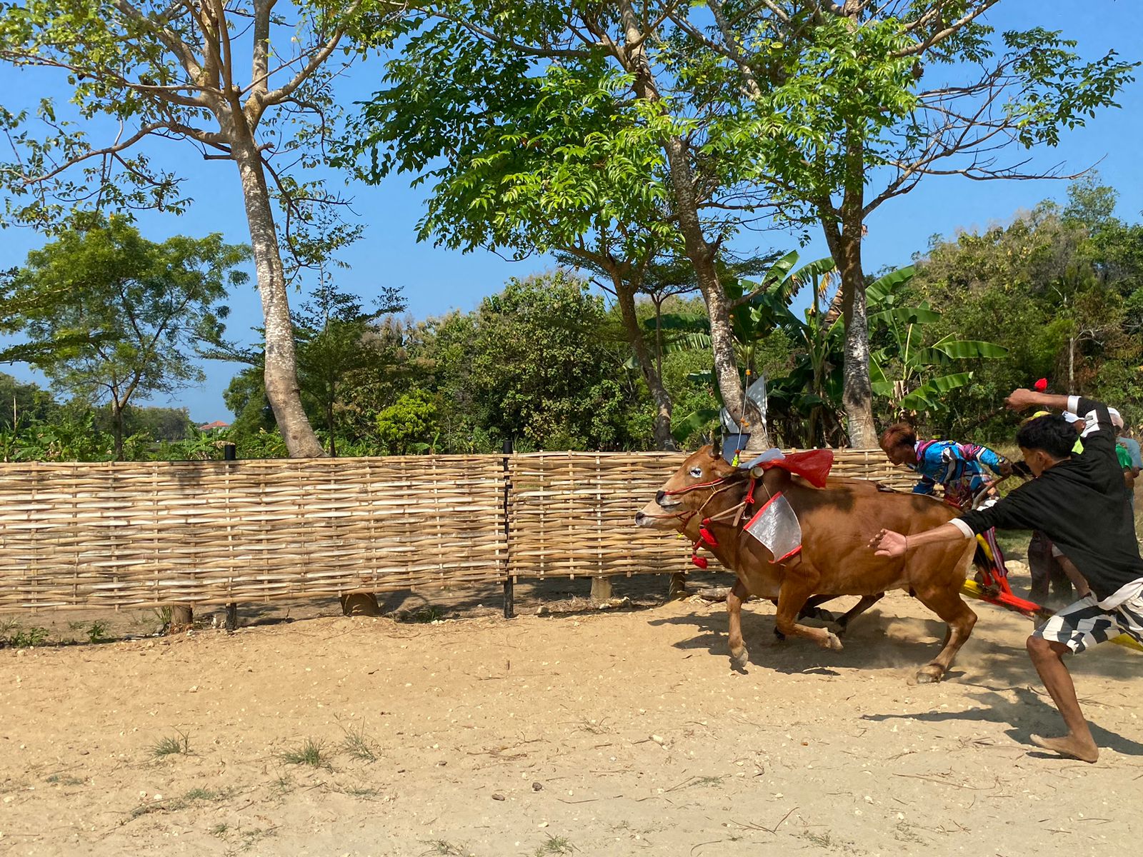 LATIHAN:&nbsp;Pasangan sapi Tim Hajar Boss dilatih&nbsp;di Lapangan Asem Manis, Murtajih, Pademawu, Pamekasan, Minggu (25/6). (MOH. JUNAIDI/JPRM)