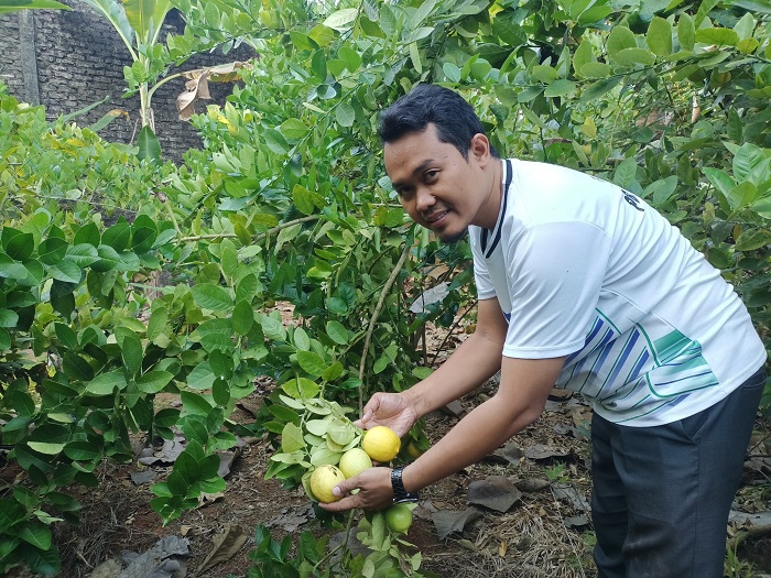LEBAT: Abdur Rohim menunjukkan jeruk lemon california miliknya di kebun yang terletak di Desa Paberasan, Kecamatan Kota Sumenep, pada Senin (21/8). (MOH. IQBAL/JPRM)