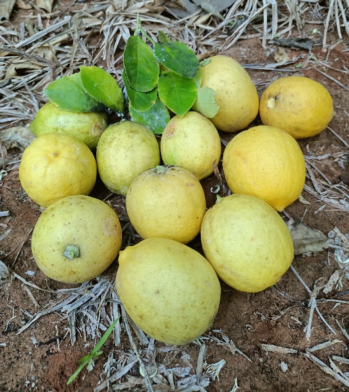 PANEN: Buah jeruk lemon california milik Abdur Rohim di kebun yang terletak di Desa Paberasan, Kecamatan Kota Sumenep, pada Senin (21/8). (MOH. IQBAL/JPRM)