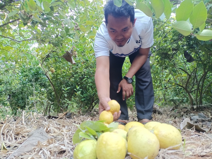 MUDAH DIRAWAT: Abdur Rohim memanen jeruk lemon miliknya yang terletak di Desa Paberasan, Kecamatan Kota Sumenep, pada Senin (21/8). (MOH. IQBAL/JPRM)