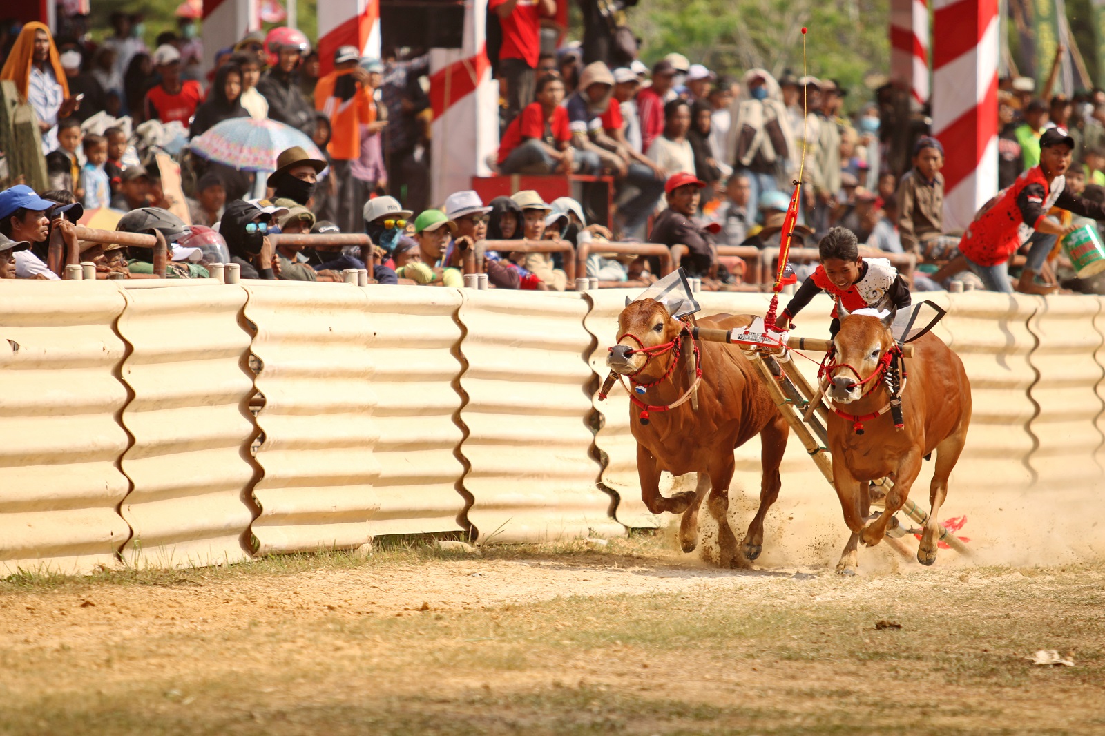 PARA BINTANG: Joki memacu sapi yang berlaga dalam Karapan Sapi Piala Panglima TNI di Stadion Karapan Sapi RP Moch. Noer Bangkalan Sabtu (2/9). (ABRAR GHAZY HARDIAN/JPRM)