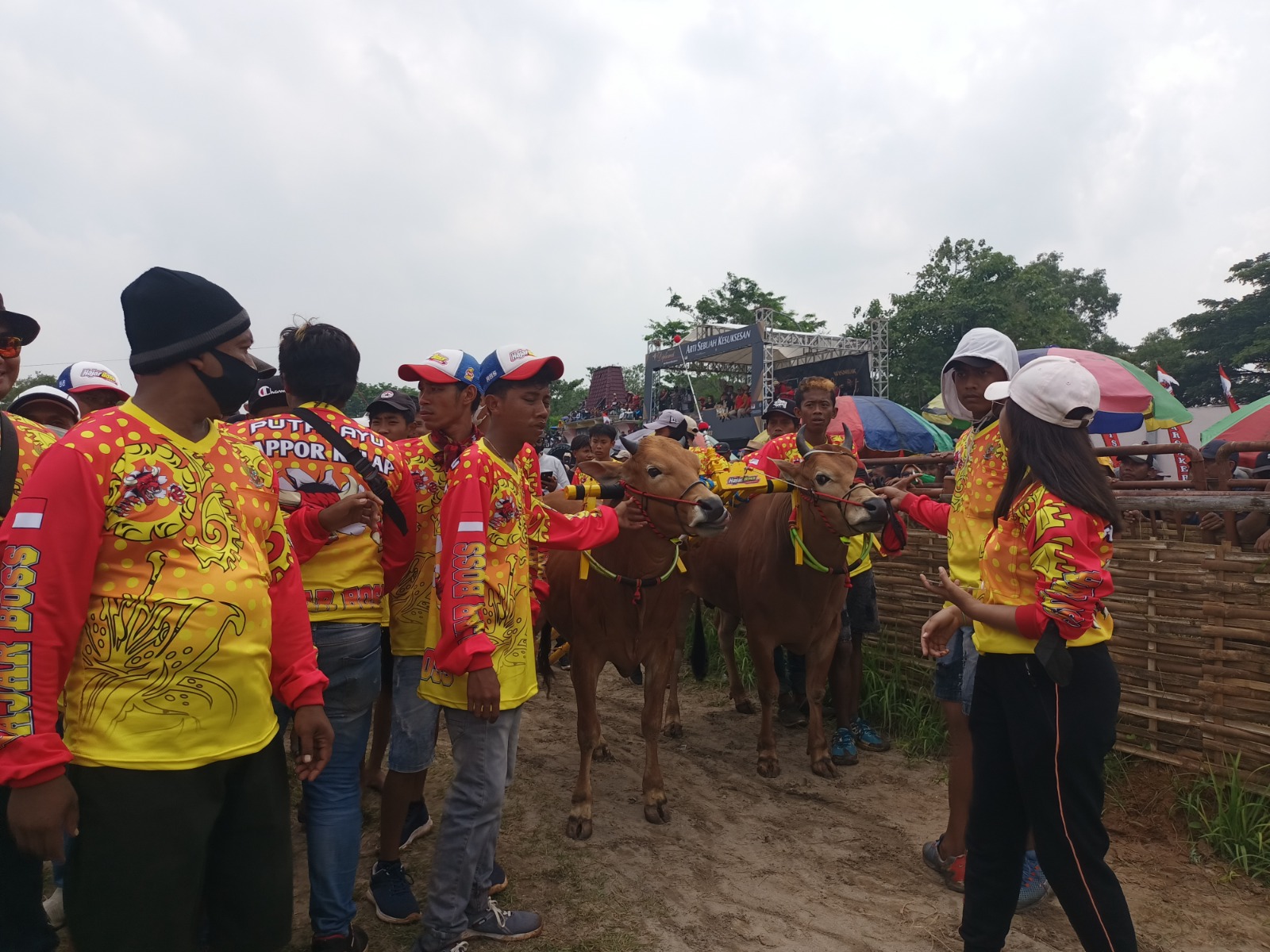 MERIAH: Pasangan sapi Putri Ayu (Tim Hajar Boss) milik Hj. Ova, Sampang, diarak saat mengikuti Grand Final Karapan Sapi Piala Presiden 2022 di Bangkalan. (MOH. JUNAIDI/JPRM)