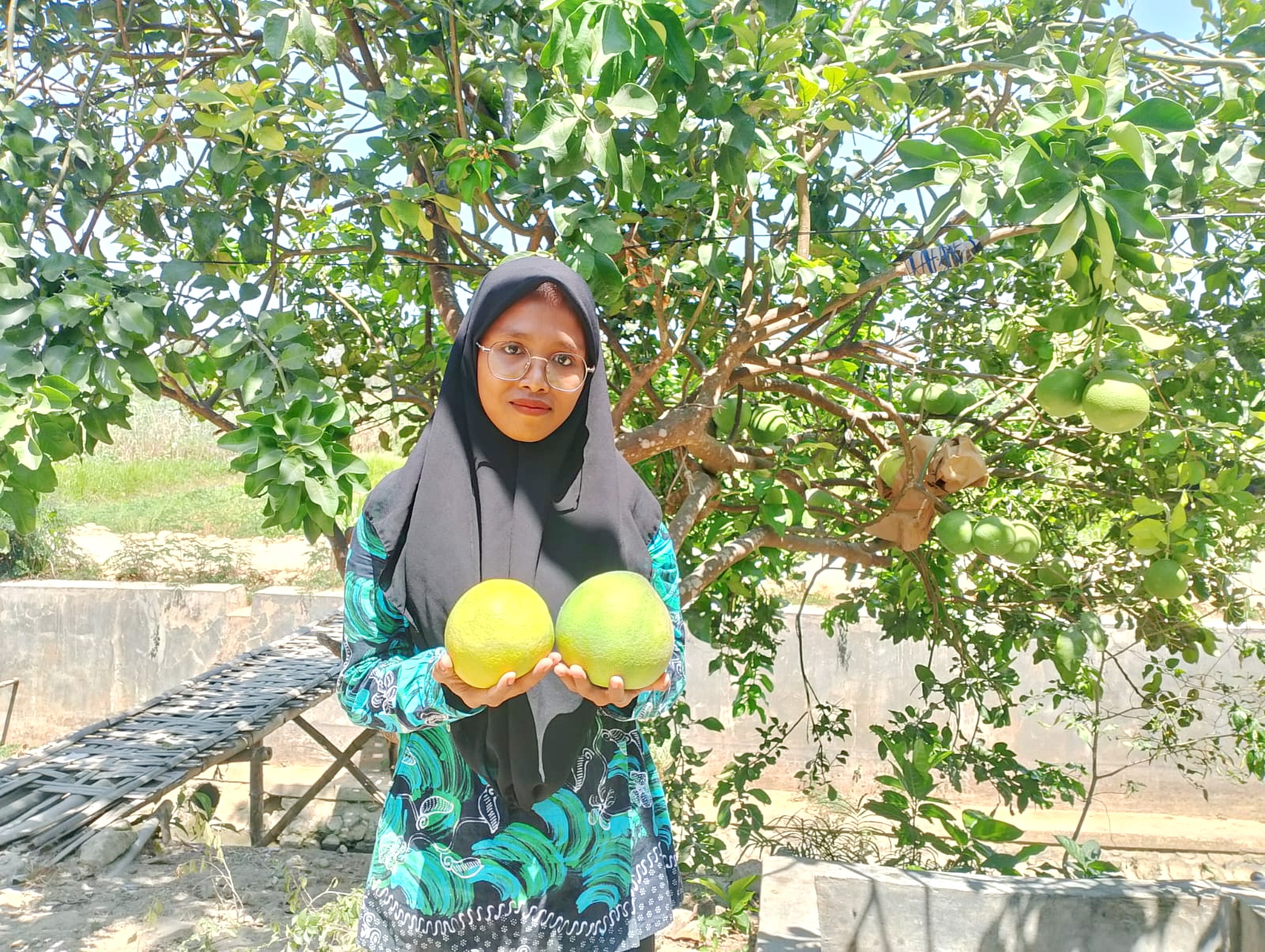 PANEN: Nurul Kari&rsquo;ah menunjukkan jeruk bali yang sudah matang usai dipetik dan siap dikonsumsi di pekarangan rumah, Desa Klampar, Kecamatan Proppo, Pamekasan, Sabtu (9/9). (UBAIDILLAHIR RA&rsquo;IE/JPRM)