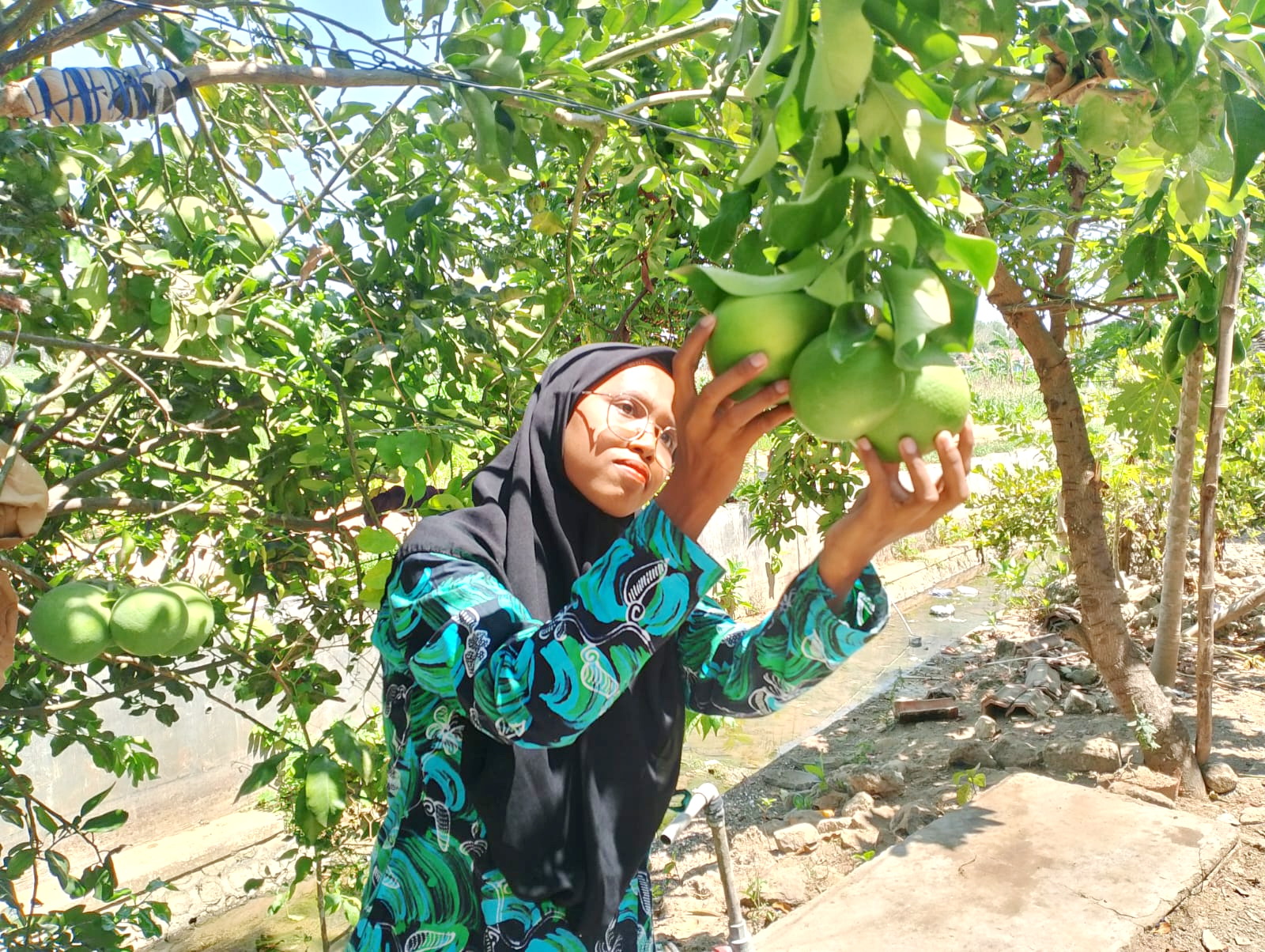 PANEN: Nurul Kari&rsquo;ah sedang memetik jeruk bali miliknya di pekarangan rumah, Desa Klampar, Kecamatan Proppo, Pamekasan, Sabtu (9/9). (UBAIDILLAHIR RA&rsquo;IE/JPRM)