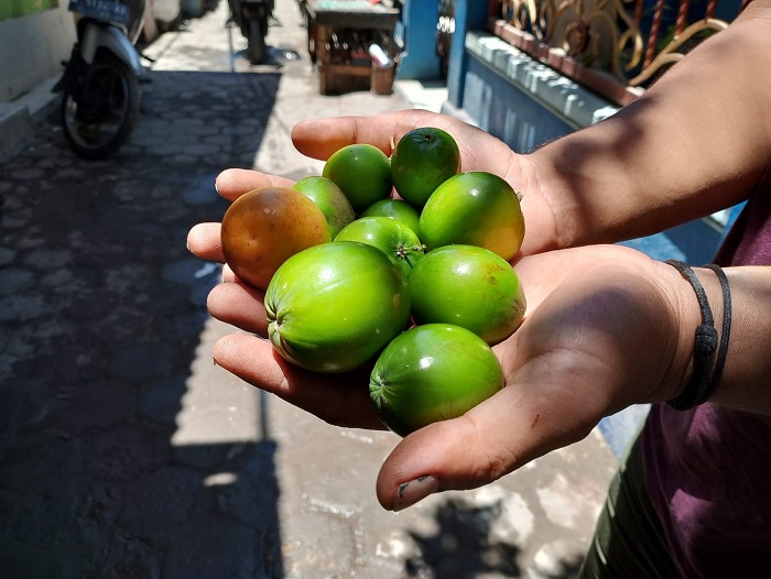 MATANG: Buah bidara india milik Joko Wedi siap dikonsumsi di pekarangan rumahnya di Desa Branta Pesisir, Kecamatan Tlanakan, Pamekasan. (UBAIDILLAHIR RA&rsquo;IE/JPRM)
