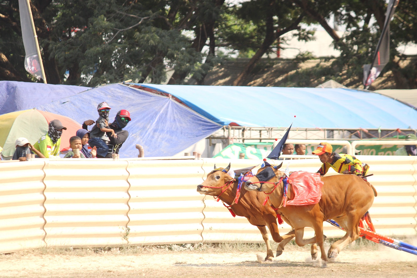 PELESTARI BUDAYA: Joki menunggangi sapi karapan saat tampil dalam kejuaraan Piala Bupati Bangkalan di Stadion Karapan Sapi RP Moch. Noer Bangkalan Minggu (1/10). (VIVIN AGUSTIN HARTONO/JPRM)