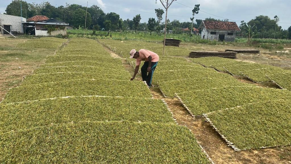 BERPRODUKSI: Seorang petani menjemur tembakau di Desa Kelompang Barat, Kecamatan Pakong, Pamekasan, Senin (21/8). (AYU LATIFAH/JPRM)