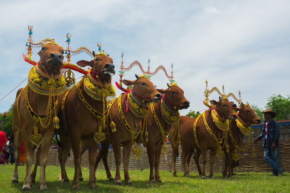 BUDAYA MADURA: Sapi sonok merupakan kontes kecantikan sepasang sapi betina yang dilestarikan di Madura. (WIKIPEDIA UNTUK RADARMADURA.ID)