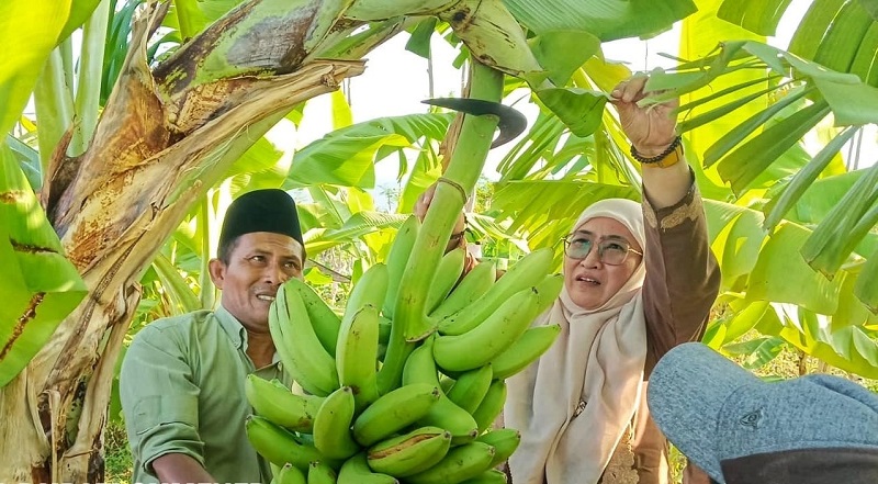 SUKSES: Wabup Sumenep Dewi Khalifah memanen buah pisang Cavendish di kebun Faeliyaturrahman di Desa Pakandangan Sangra, Bluto, Sabtu (23/9). (SAIFULLAH UNTUK JPRM)