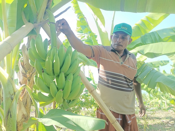HASIL MEMUASKAN: Faeliyaturrahman menunjukkan buah pisang Cavendish di kebunnya di Desa Pakandangan Sangra, Bluto, Sumenep, Kamis (19/10). (MOH. IQBAL/JPRM)