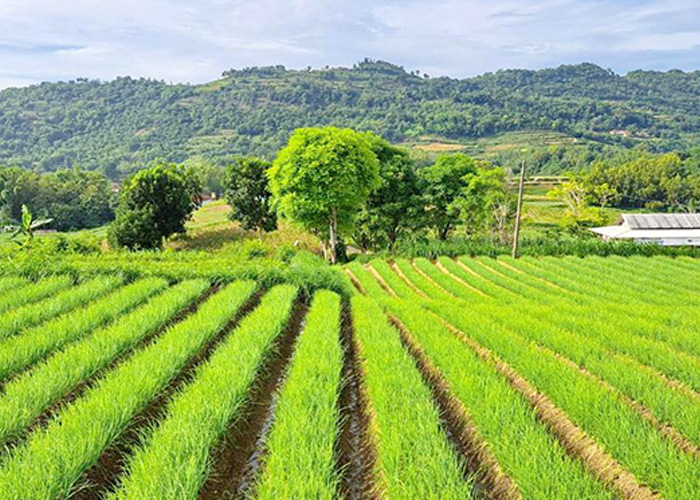 SUBUR: Lahan pertanian bawang lokal Sumenep varietas Rubaru tumbuh dengan kualitas sangat bagus.