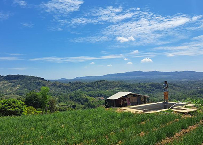 SUBUR: Lahan pertanian bawang lokal Sumenep varietas Rubaru tumbuh dengan kualitas sangat bagus.