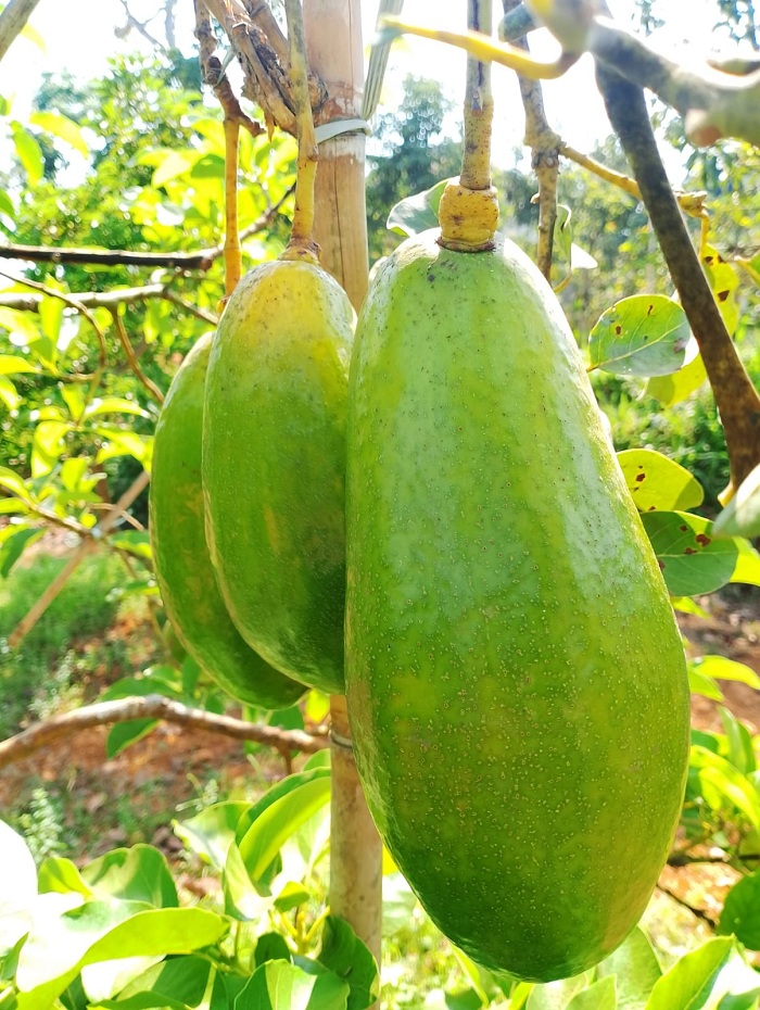 SIAP PANEN: Buah alpukat jenis kelud milik Saifuddin bergelantungan di pohon Sabtu (11/10). (UBAIDILLAHIR RA&rsquo;IE/JPRM)