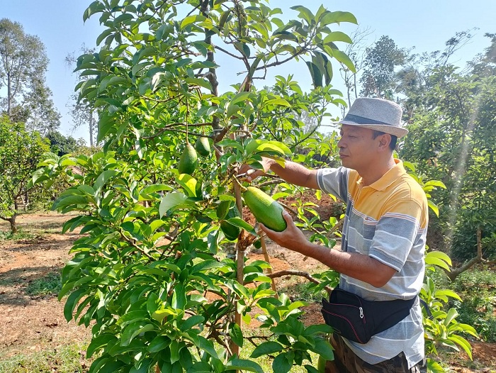 PANEN: Saifuddin memetik alpukat jenis kelud di lahan miliknya di Desa Tebul Barat, Kecamatan Pegantenan, Pamekasan, Sabtu (11/10). (UBAIDILLAHIR RA&rsquo;IE/JPRM)