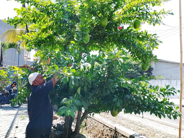 RIMBUN: Zainullah memetik daun maja yang biasa digunakan untuk pengobatan kencing manis di pekarangan rumah Desa Tambung, Pademawu, Pamekasan, Sabtu (26/8). (UBAIDILLAHIR RA&rsquo;IE/JPRM)