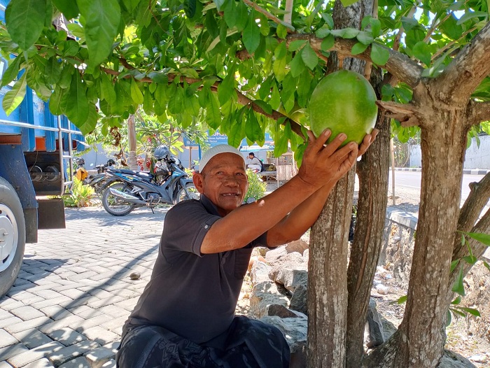 TAK BISA DIKONSUMSI: Zainullah menunjukkan buah maja di pekarangan rumah Desa Tambung, Pademawu, Pamekasan, yang kulitnya biasa dibuat gayung oleh warga. (UBAIDILLAHIR RA&rsquo;IE/JPRM)
