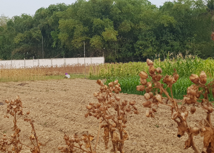 BERSIH: Seorang warga sedang menyabit rumput di sawah Desa Plakpak, Kecamatan Pegantenan, Pamekasan, Kamis (16/11). (LAILIYATUN NURIYAH/JPRM)