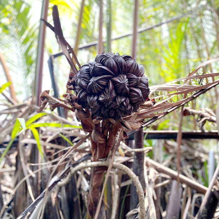 KERAS: Buah nipah tumbuh bebas di perairan Desa Martajasah, Kecamatan Kota Bangkalan, Sabtu (4/11). (AYU LATIFAH/JPRM)