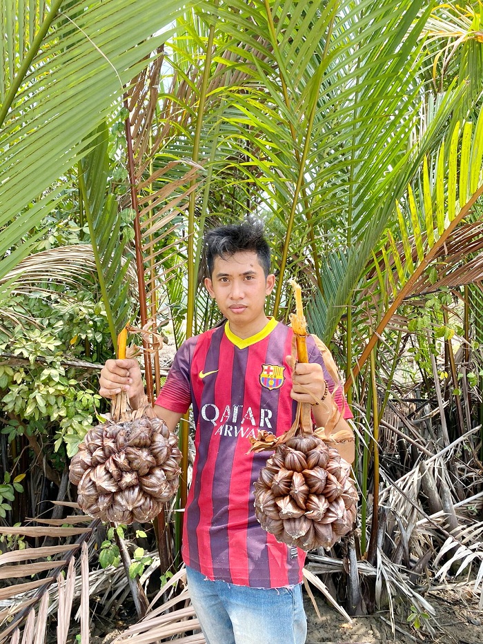 SEGAR: Abd. Ghofar Suwarno menunjukkan buah nipah di Desa Martajasah, Kecamatan Kota Bangkalan, Sabtu (4/11). (AYU LATIFAH/JPRM)