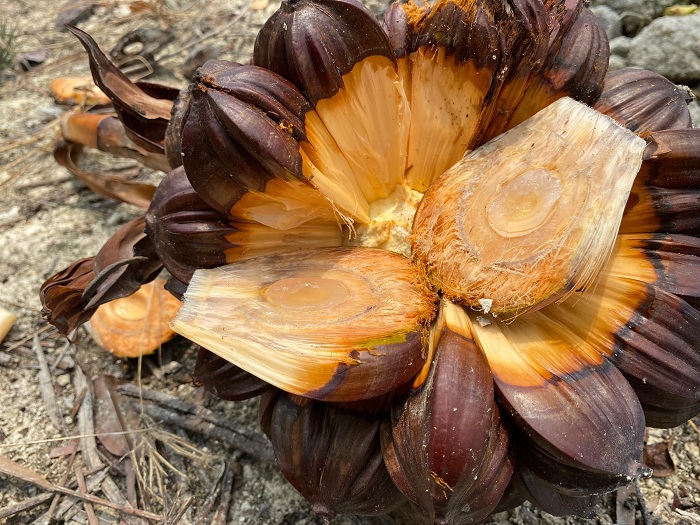 KENYAL: Daging buah nipah saat masih muda lebih enak. (AYU LATIFAH/JPRM)