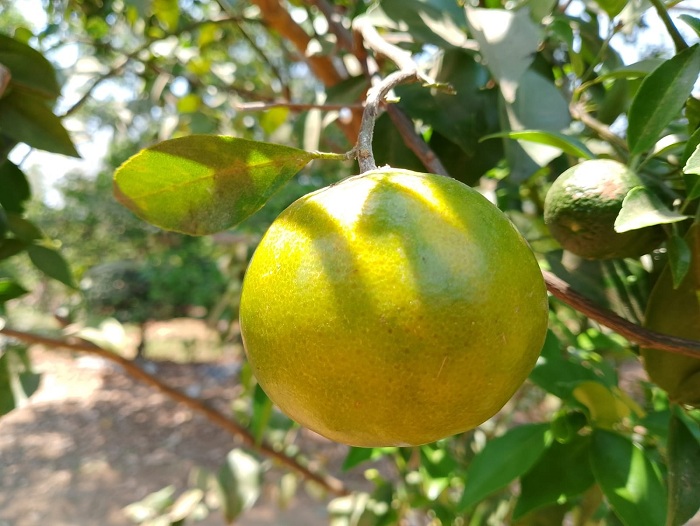 RANUM: Buah jeruk milik Moh. Hatam di lahan perkebunan Desa Panaguan, Larangan, Pamekasan. (UBAIDILLAHIR RA&rsquo;IE/JPRM)