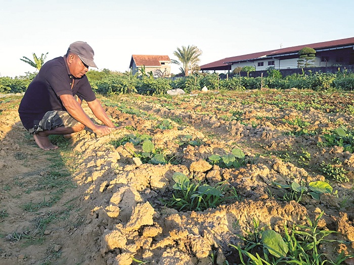 TUMBUH: Satramin membersihkan rumput di sekitar tanaman terong miliknya, di Jalan Raya Nyalaran, Kelurahan Kowel, Pamekasan. (LAILIYATUN NURIYAH/JPRM)