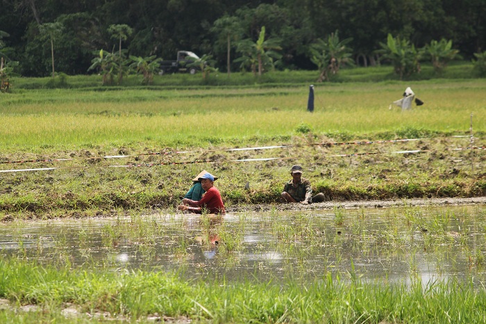 DEMI KELUARGA: Petani mulai mempersiapkan masa tanam di Desa Bilaporah, Kecamatan Socah, Bangkalan, Jumat (1/12). (VIVIN AGUSTIN HARTONO/JPRM)