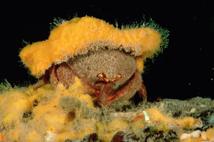 Kepiting yang mendekorasi tubuhnya