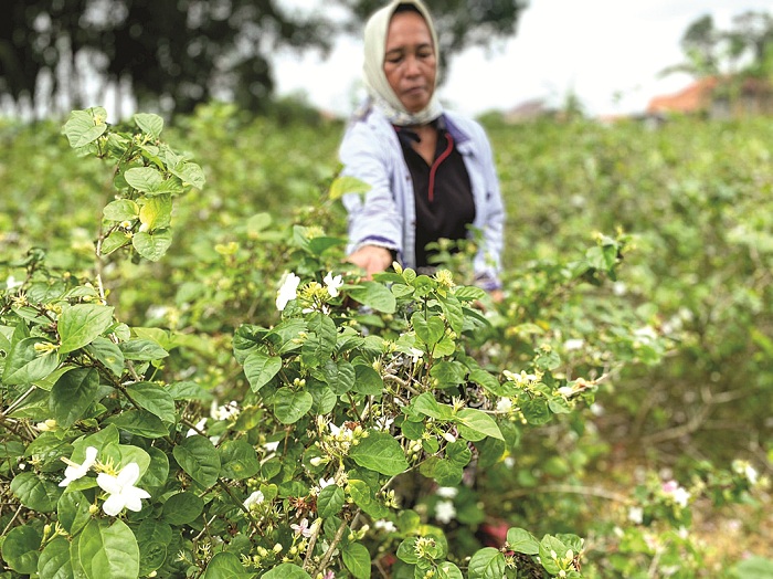 PANEN: Khotijah memetik bunga melati di Desa Naroan, Kecamatan Burneh, Bangkalan, Sabtu (9/12). (AYU LATIFAH/JPRM)