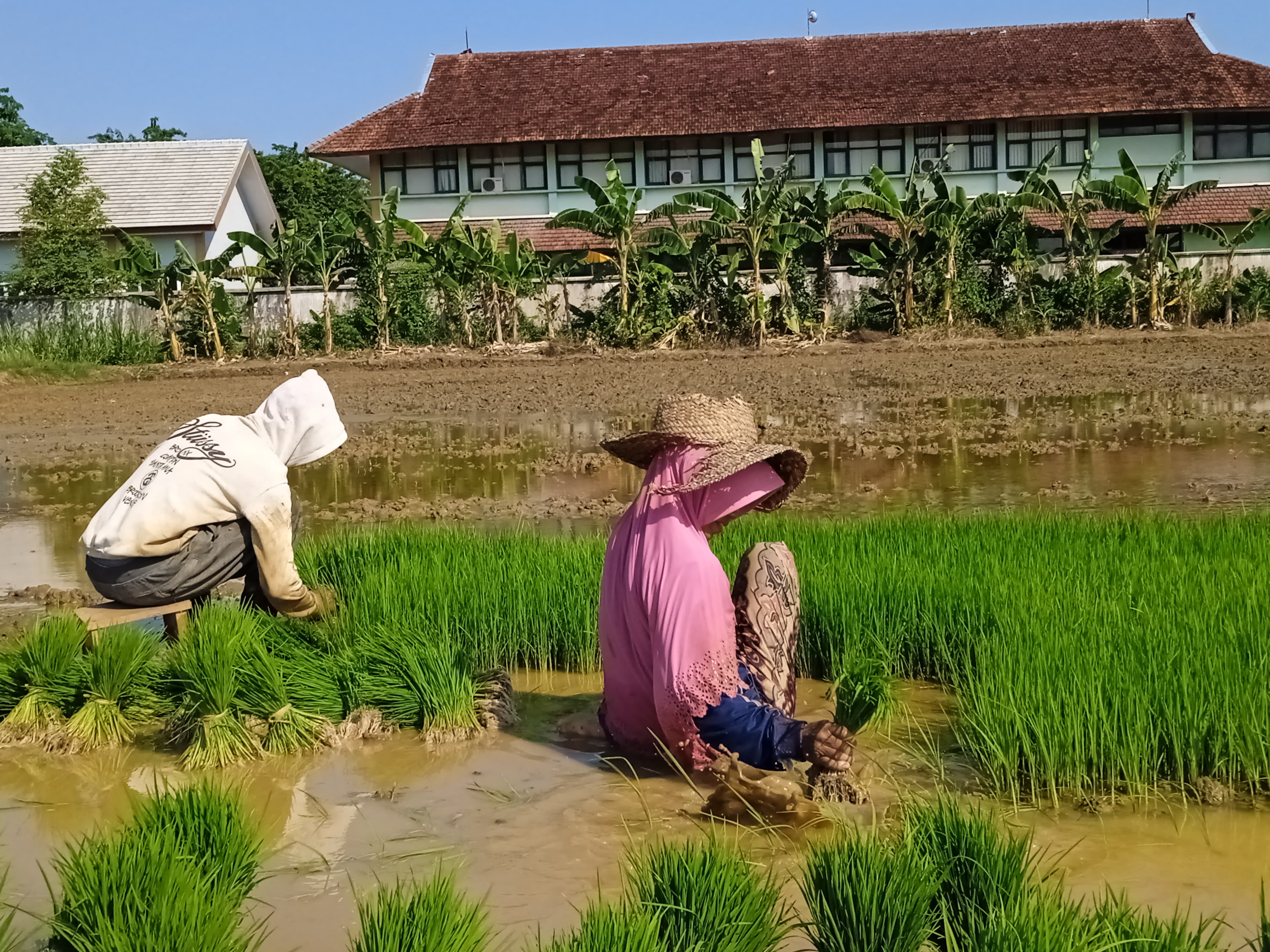 MUSIM TANI: Petani mulai bercocok tanam di Desa Samatan, Kecamatan Proppo, Rabu (20/12). (FAHMI JALIL/JPRM)