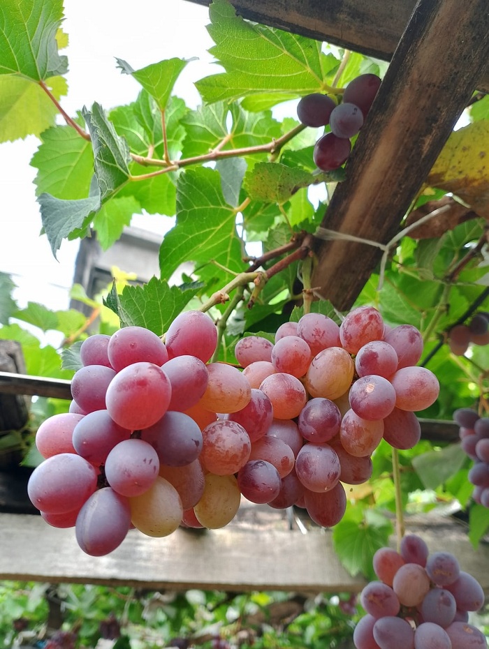 MANIS: Butuh pengetahuan dan kesabaran untuk menghasilkan buah anggur yang besar, lebat, dan manis seperti yang dilakukan Imam Marzuki, warga Desa Lawangan Daya, Kecamatan Pademawu, Pamekasan.