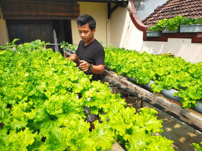 HIJAU: Ardhan Izzanul Moeniri, pembudi daya tanaman hidroponik merawat sayuran di Jalan Hos Cokroaminoto, Minggu (23/7/2023). (VIVIN AGUSTIN HARTONO/JPRM)