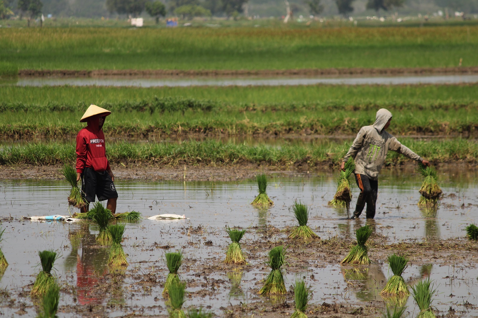 BIBIT: Petani menanam padi di Desa Bilaporah, Kecamatan Socah, Selasa (9/1). (VIVIN AGUSTIN HARTONO/JPRM)