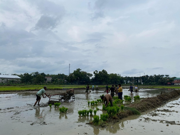 MASA TANAM: Para petani menggarap sawah di Desa Bettet, Kecamatan Pamekasan,&nbsp;Rabu (17/1). (MOH. JUNAIDI/JPRM)