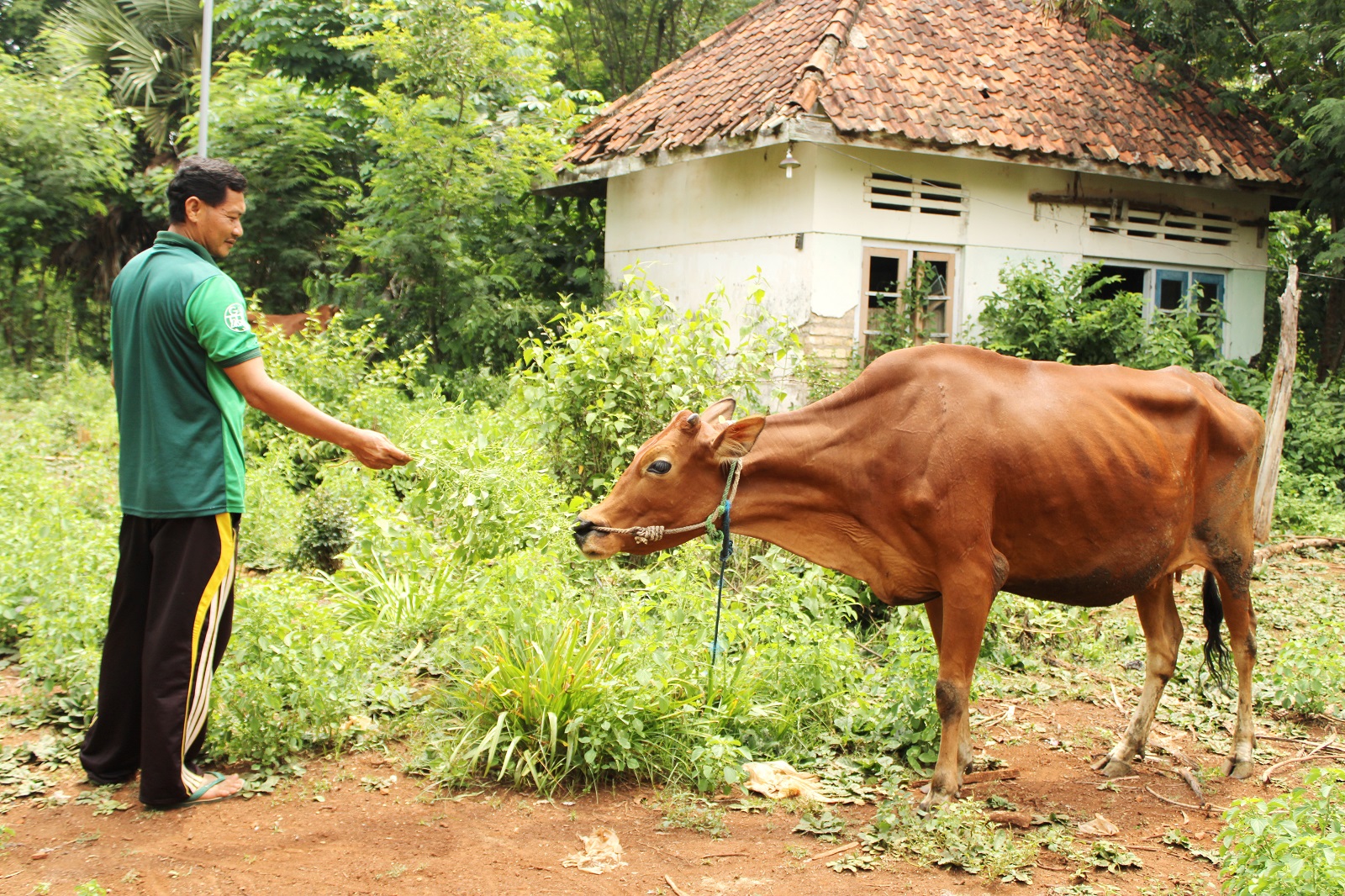 POPULASI MENURUN: Warga memberikan pakan pada sapi ternak milik Disnak Bangkalan di Kecamatan Socah, Selasa (16/1). (VIVIN AGUSTIN HARTONO/JPRM)