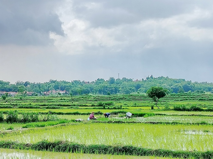 MUSIM TANAM: Petani menanam padi di lahan persawahan, Desa Plakpak, Kecamatan Pegantenan, Rabu (10/1). (LAILIYATUN NURIYAH/JPRM)