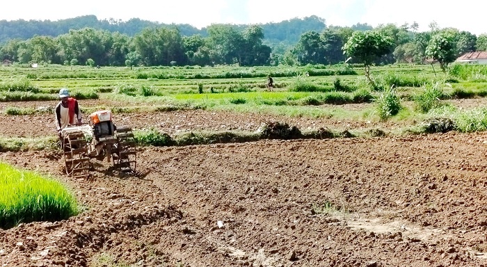 TANAM: Petani membajak sawah di Desa Sumedangan, Kecamatan Pademawu, Selasa (23/1). (LAILIYATUN NURIYAH/JPRM)