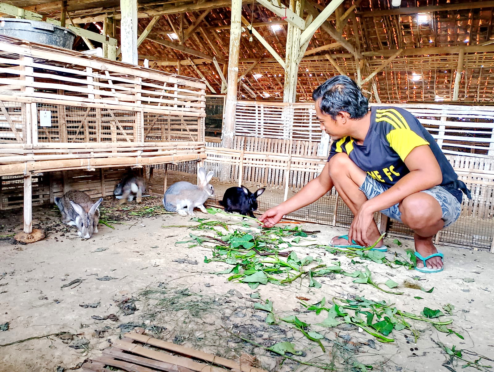 RUTIN: Yudha Wijayanto memberi pakan kelinci di kandangnya di Desa Sumedangan, Kecamatan Pademawu, Pamekasan, Sabtu (20/1). (UBAIDILLAHIR RA&rsquo;IE/JPRM)